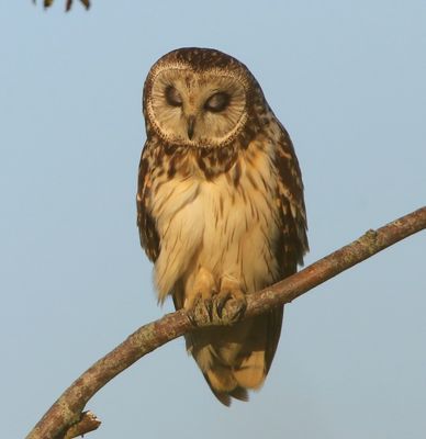 Velduil - Short-eared Owl