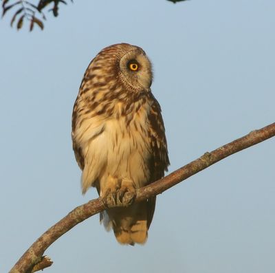 Velduil - Short-eared Owl