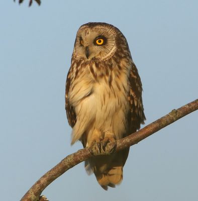 Velduil - Short-eared Owl
