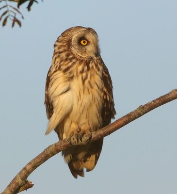 Velduil - Short-eared Owl