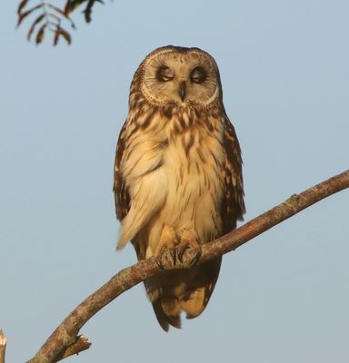 Velduil - Short-eared Owl