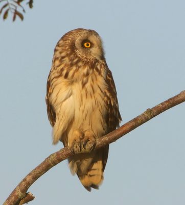 Velduil - Short-eared Owl