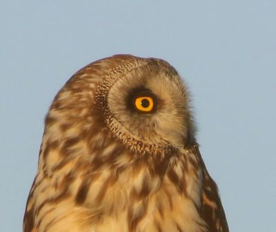 Velduil - Short-eared Owl