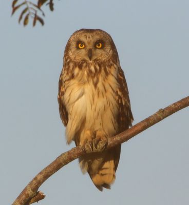 Velduil - Short-eared Owl