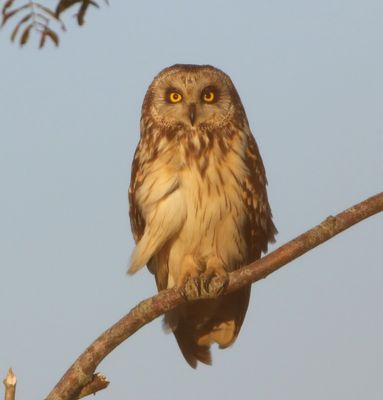Velduil - Short-eared Owl