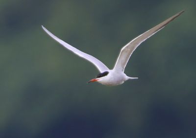 Visdief - Common Tern