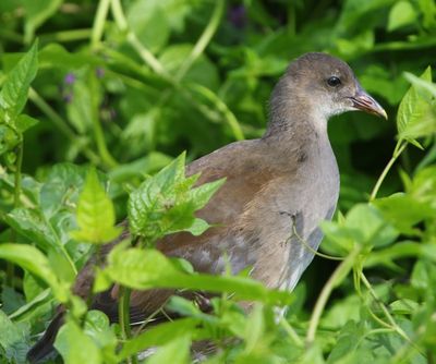 Waterhoen - Common Moorhen