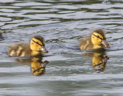 Wilde Eenden - Mallards