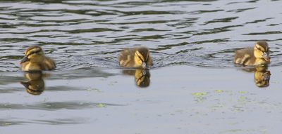 Wilde Eenden - Mallards