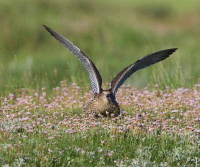 Wulp - Eurasian Curlew