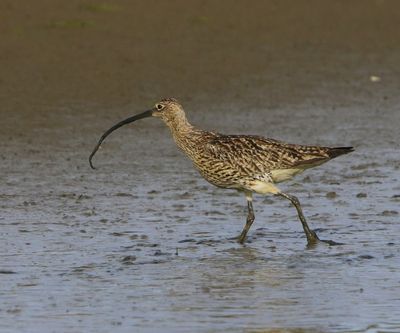 Wulp - Eurasian Curlew