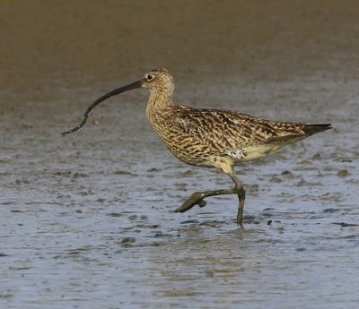 Wulp - Eurasian Curlew