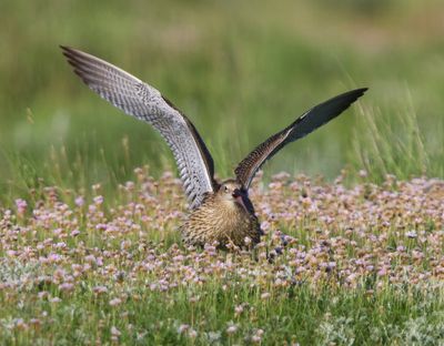 Wulp - Eurasian Curlew