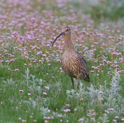 Wulp - Eurasian Curlew