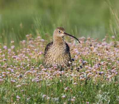 Wulp - Eurasian Curlew
