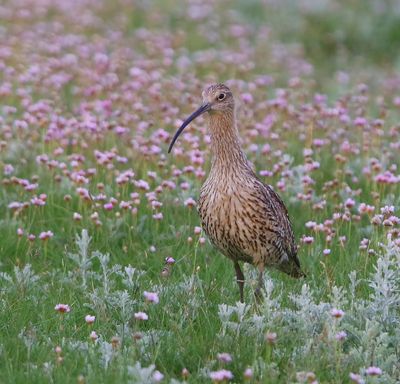 Wulp - Eurasian Curlew