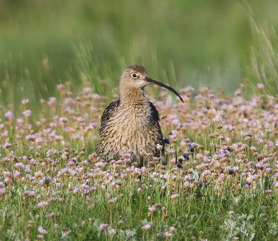 Wulp - Eurasian Curlew