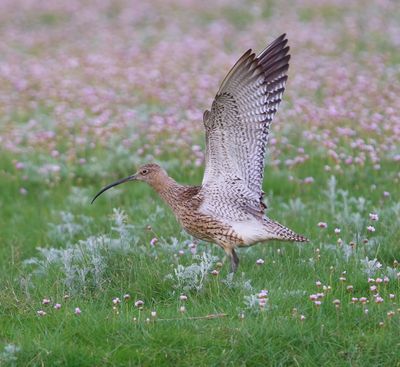 Wulp - Eurasian Curlew