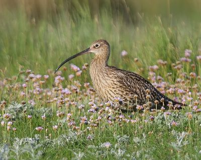 Wulp - Eurasian Curlew