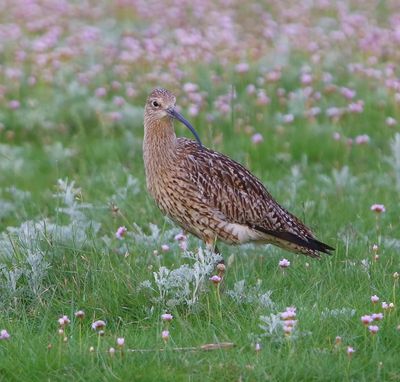 Wulp - Eurasian Curlew