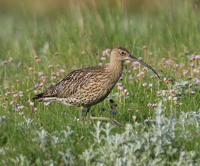 Wulp - Eurasian Curlew