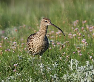 Wulp - Eurasian Curlew