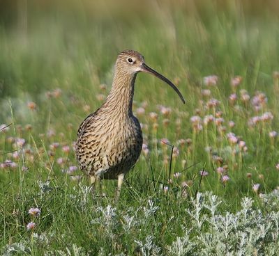 Wulp - Eurasian Curlew