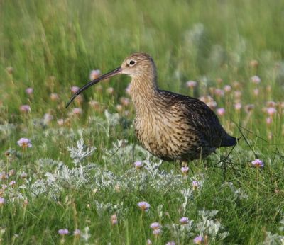 Wulp - Eurasian Curlew