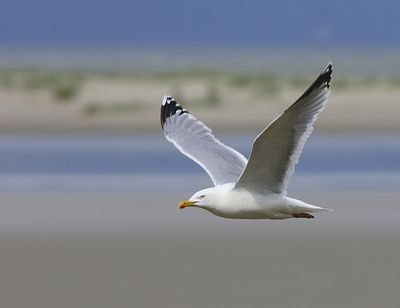 Zilvermeeuw - European Herring Gull