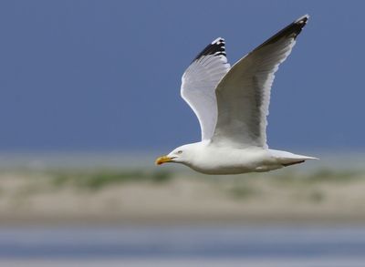 Zilvermeeuw - European Herring Gull