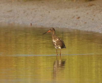 Zwarte Ruiter - Spotted Redshank
