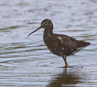 Zwarte Ruiter - Spotted Redshank