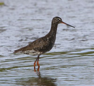 Zwarte Ruiter - Spotted Redshank
