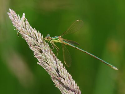 Zwervende Pantserjuffer - Southern Emerald Damselfly