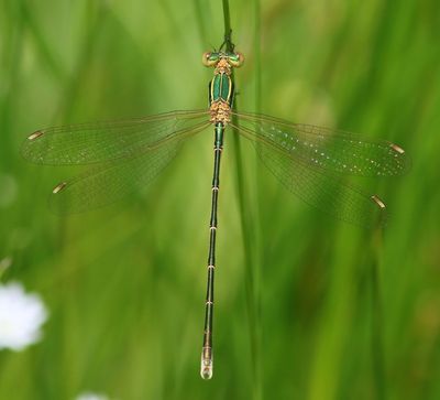 Zwervende Pantserjuffer - Southern Emerald Damselfly