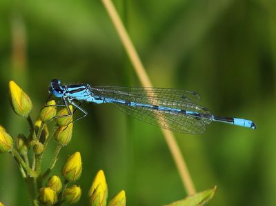 Azuurwaterjuffer - Azure Bluet