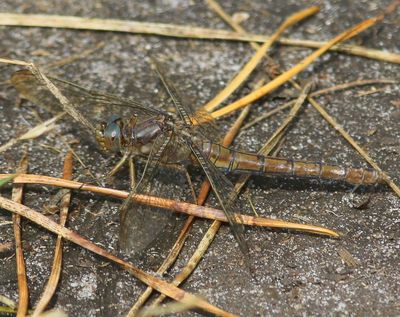 Beekoeverlibel - Keeled Skimmer