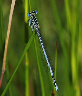 Blauwe Breedscheenjuffer - Blue Featherleg