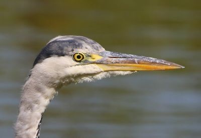 Blauwe Reiger - Grey Heron