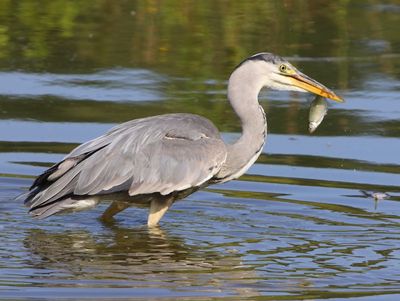 Blauwe Reiger - Grey Heron