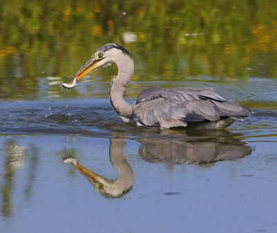 Blauwe Reiger - Grey Heron