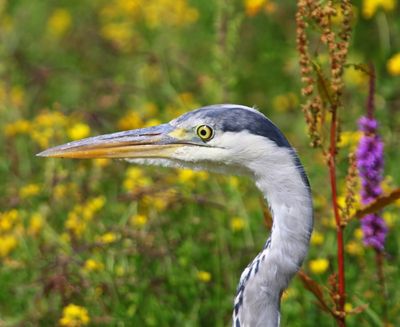 Blauwe Reiger - Grey Heron
