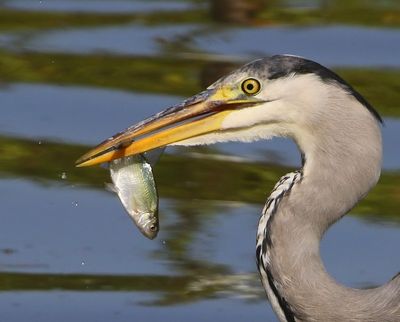 Blauwe Reiger - Grey Heron