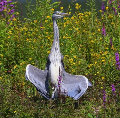 Blauwe Reiger - Grey Heron