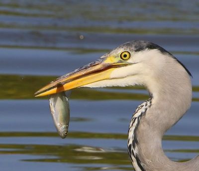 Blauwe Reiger - Grey Heron