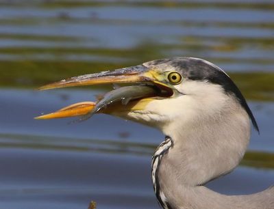 Blauwe Reiger - Grey Heron