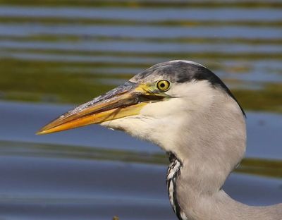Blauwe Reiger - Grey Heron