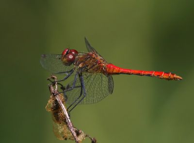 Bloedrode Heidelibel - Ruddy Darter