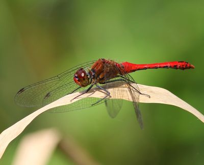 Bloedrode Heidelibel - Ruddy Darter