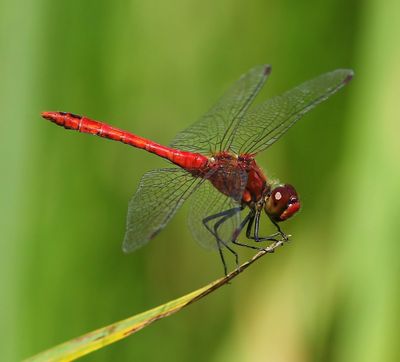 Bloedrode Heidelibel - Ruddy Darter